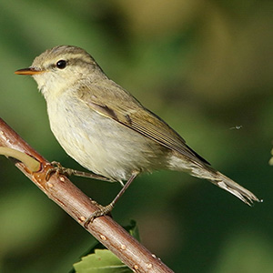 Greenish Warbler